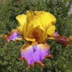Gladys Austin - fragrant tall bearded Iris