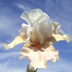 Gladys My Love - fragrant tall bearded Iris