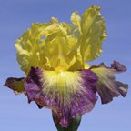 Glitz 'N Glitter - fragrant tall bearded Iris