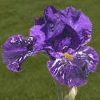 Gnu Again - fragrant tall bearded Iris