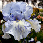 Gnu Blues - fragrant tall bearded Iris