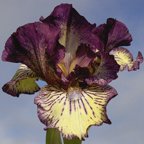 Gnu Rayz - reblooming Intermediate bearded Iris