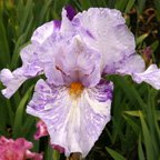 Gnu - fragrant tall bearded Iris