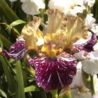 Gnus Flash - reblooming tall bearded Iris