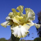 Goddess of Green - Intermediate bearded Iris