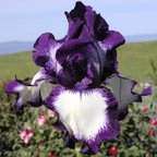 Going My Way - fragrant tall bearded Iris