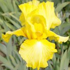 Gold Class - tall bearded Iris
