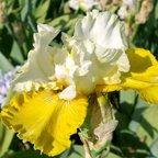 Gold Frosting - tall bearded Iris