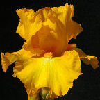 Gold Galore - reblooming tall bearded Iris