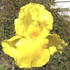 Gold Reprise - reblooming tall bearded Iris