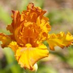 Golden Panther - reblooming tall bearded Iris