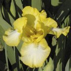 Good Day Sunshine - reblooming Intermediate bearded Iris