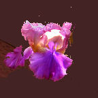 Gossett's Gamble - fragrant tall bearded Iris