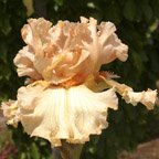 Gossip Column - fragrant reblooming tall bearded Iris