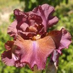 Gotham City - fragrant tall bearded Iris