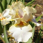 Gothic - fragrant reblooming tall bearded Iris