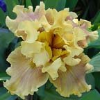 Grand Canyon Gold - tall bearded Iris