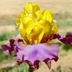 Grand Metallic - tall bearded Iris