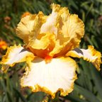 Grand Praise - fragrant tall bearded Iris