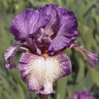 Grandma's Bloomers - fragrant tall bearded Iris