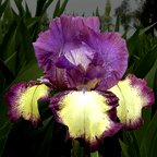 Grape Accent - reblooming tall bearded Iris