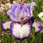 Grape Champagne - tall bearded Iris