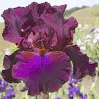 Grape Expectations - tall bearded Iris