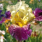 Grape Snakez - fragrant tall bearded Iris