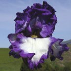 Grape Soda - tall bearded Iris