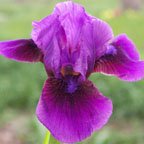 Grapesicle - SDB Standard Dwarf Bearded