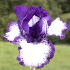 Graphique - tall bearded Iris
