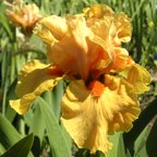 Gratuity - reblooming tall bearded Iris