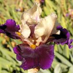 Great Deal - fragrant tall bearded Iris