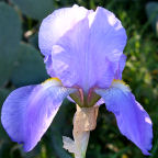 Great Lakes - tall bearded Iris