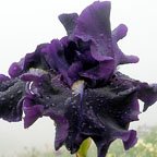 Great Pretender - tall bearded Iris