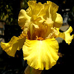 Green Prophecy - tall bearded Iris