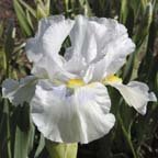 Grindelwald - fragrant Intermediate bearded Iris