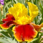 Gunslinger - tall bearded Iris