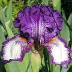 Guru - Intermediate bearded Iris