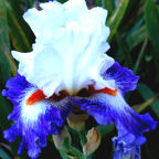 Gypsy Lord - tall bearded Iris