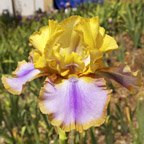 Gypsy Prince - tall bearded Iris