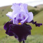 Habit - fragrant tall bearded Iris