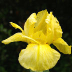 Hagar's Helmet - Intermediate bearded Iris