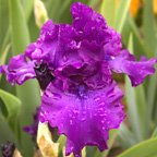 Hail The Chief - tall bearded Iris