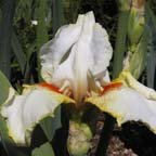 Halloween Halo - fragrant reblooming tall bearded Iris