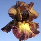 Halloween Moon - tall bearded Iris