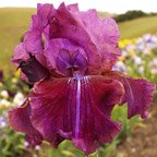 Hand Painted - fragrant reblooming tall bearded Iris