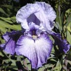 Handshake - tall bearded Iris