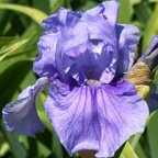 Handyman - fragrant tall bearded Iris