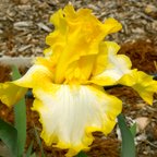 Happy Again - tall bearded Iris